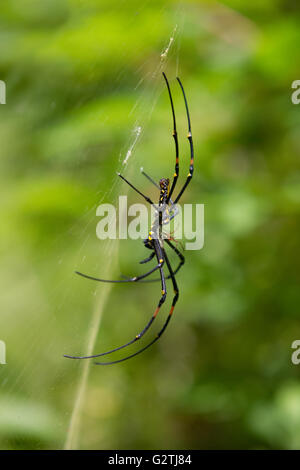 Female Northern Golden Orb Weaver Spider mating with smaller male,Cebu,Philippines Stock Photo