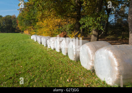 row of plastic wrapped hay bales in a meadow Stock Photo