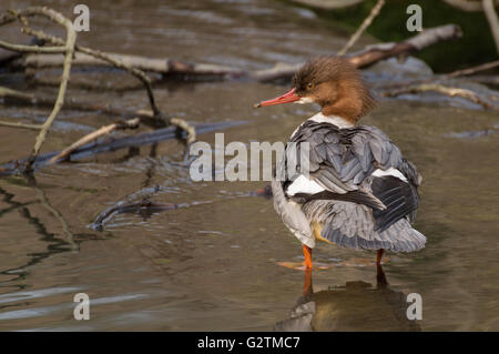 A female Goosander (Mergus merganser) standing in a stream. Stock Photo