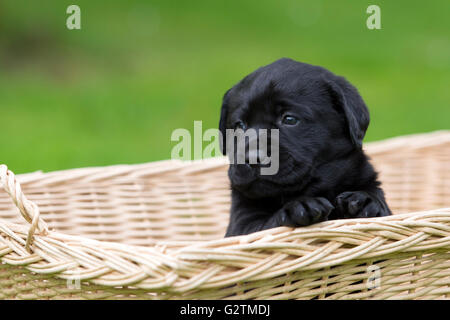 Black Labrador Retriever puppy sitting in a basket Stock Photo