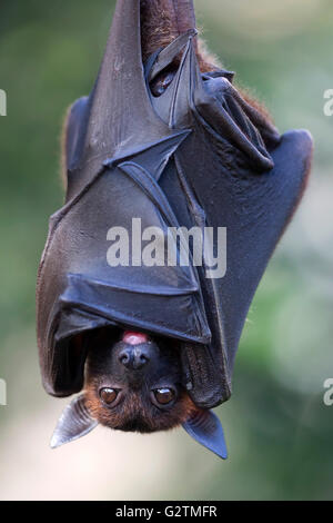 Indian flying fox or greater Indian fruit bat (Pteropus giganteus) hanging, captive Stock Photo