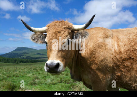 Aubrac cattle, cow, Puy de Dome, Auvergne, France Stock Photo