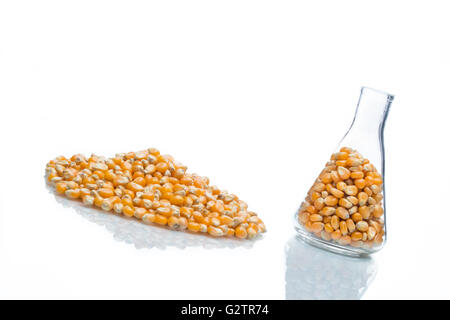 research corn in laboratory, biofuel and gmo Stock Photo