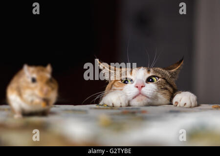 Cat playing with little gerbil mouse on the table.  Russia. Stock Photo