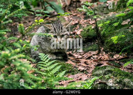 European wildcat (Felis silvestris silvestris) kitten hiding in undergrowth in forest Stock Photo