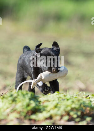 A Black lab puppy with a training bumper Stock Photo