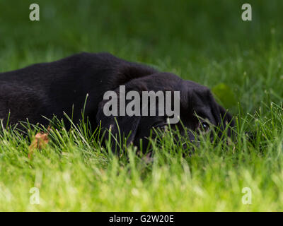 A Black lab puppy with a training bumper Stock Photo