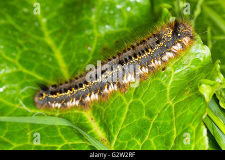 A Drinker Moth caterpillar (Euthrix potatoria) on vegetation taken at Durham, England. Stock Photo