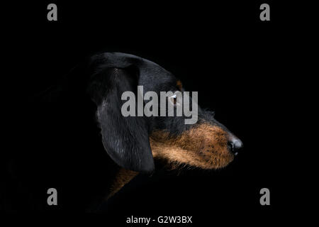 Studio portrait dachshund side Stock Photo