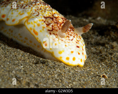 Nudibranch from Blairgowrie Pier Victoria Australia Stock Photo - Alamy