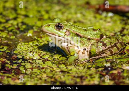 Closeup of a green frog in the swamp Stock Photo