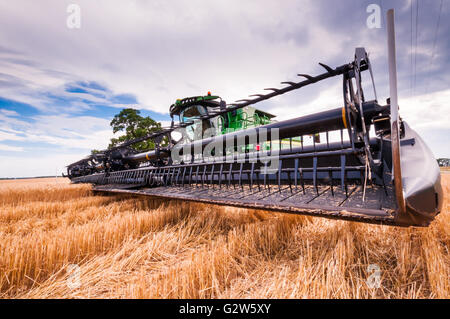 Stopped combine harvesting ripe wheat under a blue sky Stock Photo