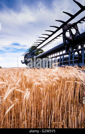 Stopped combine harvesting ripe wheat under a blue sky Stock Photo