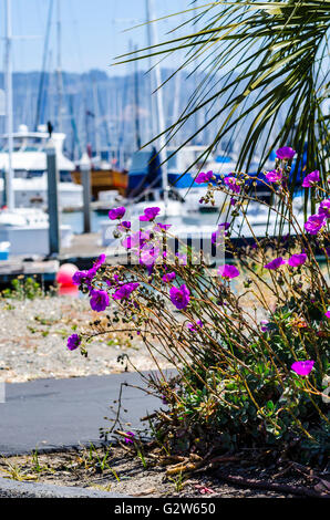 The Emeryville California Marina boat harbor Stock Photo