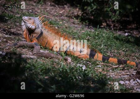 A green iguana rests at the Fairchild Tropical Botanic Garden on Coral Gables, Florida. The invasive non-native lizard has become common throughout South Florida. Stock Photo