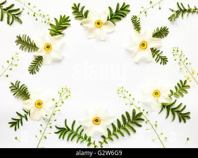 Fresh narcissus flowers leaves and hepherd's purses on white background with copy space. Flat lay frame composition, top view. Stock Photo