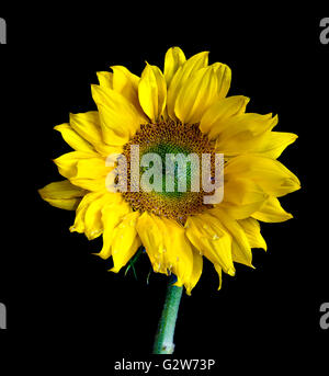 Sunflower with water droplets on petals on black background - closeup Stock Photo