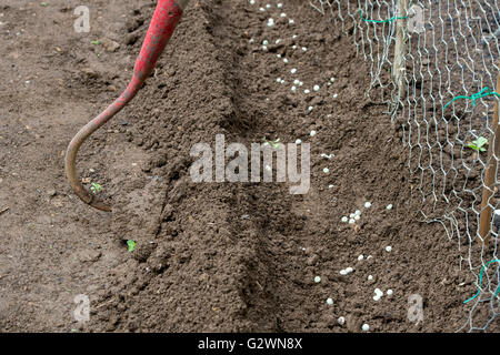 Planting Mangetout seeds in a vegetable garden trench. UK Stock Photo