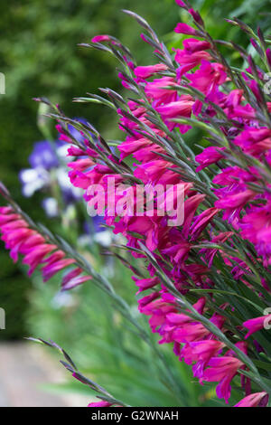 Gladiolus palustris. Sword Lily flowers in spring Stock Photo