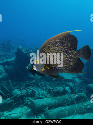 Pair of French Angelfish (Pomacanthus paru), swim near the wreck the USS Kittiwake. Stock Photo