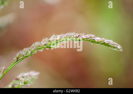 A cluster of purple-tinged Common Velvet Grass (Holcus lanatus) seeds dripping with dew droplets. Washington, United States. Stock Photo