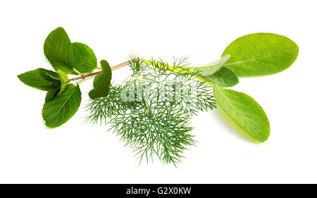 Group of fresh herbs with chocolate mint, dill and sage on a white background Stock Photo