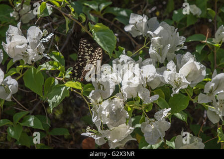 A Citrus Swallowtail butterfly on Bourgainvillea at Gorges Lodge in Zimbabwe Stock Photo