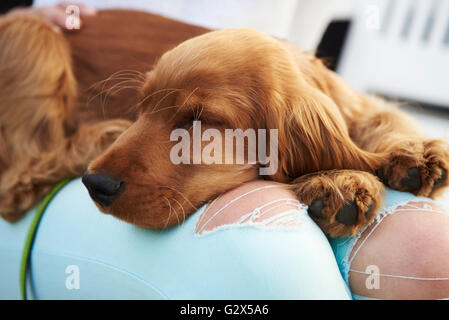 Close Up Of Cocker Spaniel Puppy Sleeping After Walk Stock Photo