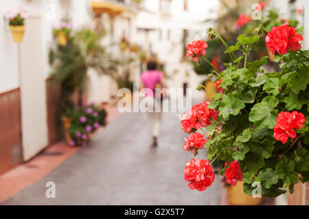 A woman walking down a narrow cobbled street lined with flowers, Estepona Old Town, Andalucia, Spain Europe Stock Photo