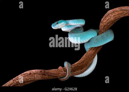 Blue white-lipped island pitviper (Trimeresurus albolabris insularis)