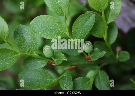 green berries of blackberries ripe on bush in dense foliage Stock Photo