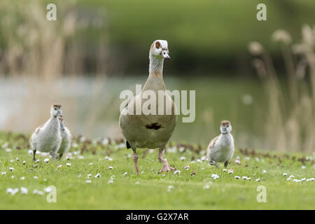 Egyptian geese (Alopochen aegyptiacus) with goose chicks on a meadow. They are native to Africa south of the Sahara and the Nile Stock Photo