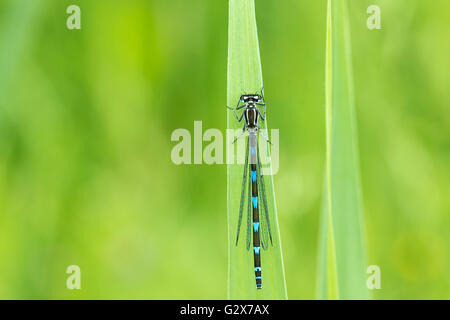 Macro close-up of a variable damselfly or variable bluet (Coenagrion pulchellum) resting on a leaf in green grass with his wing Stock Photo