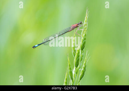 Macro close-up of a female blue-tailed damselfly (Ischnura elegans) in the form rufescens resting on grass in a colorful meadow. Stock Photo