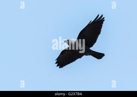 Closeup of a flying Jackdaw, Corvus monedula, against a clear blue sky. Stock Photo