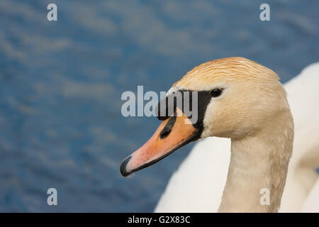 mute swan head up close Stock Photo