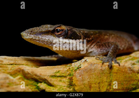 Carolina Anole (Anolis carolinensis)  on rock, bright eyes, black background Stock Photo