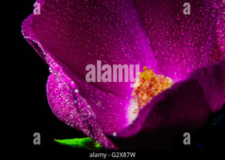 Purple Winecup flower with water droplets against black background Stock Photo