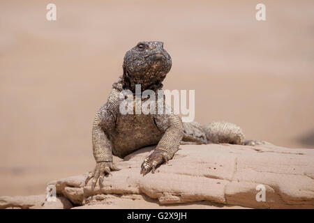 Arabian Black Head Desert Lizard Reptile Animal standing on rock isolated background in Dubai , gulf Sahara Stock Photo