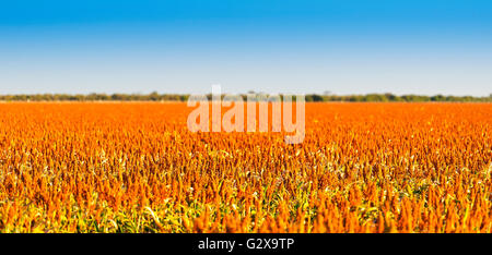 Sorghum grains growing in endless fields ready for harvest Stock Photo