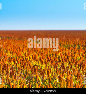 Sorghum grains growing in endless fields ready for harvest Stock Photo