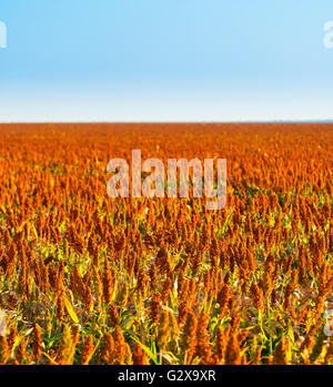 Sorghum grains growing in endless fields ready for harvest Stock Photo