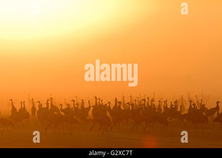 Common Cranes (Grus grus) at dawn, Germany Stock Photo