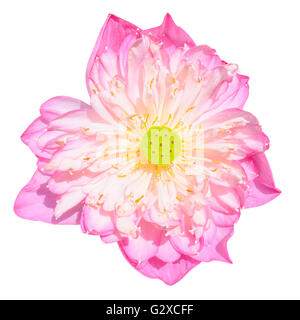 Close up pink lotus flower, pink water lily isolated on white background Stock Photo