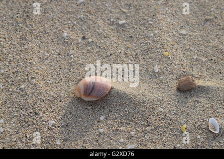 Cockleshell on a sandy beach with wind tracks behind Stock Photo
