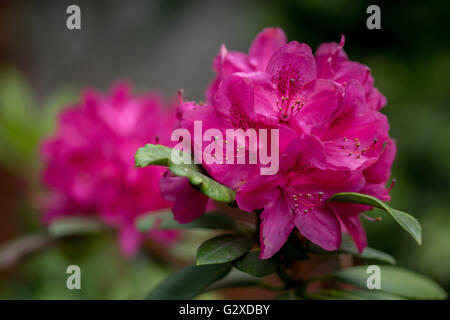 Purple pink lush rhododendron 'Germania' blossom Stock Photo