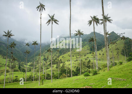 Hills and tall Palm trees in the Cocora Valley near Salento, Colombia Stock Photo