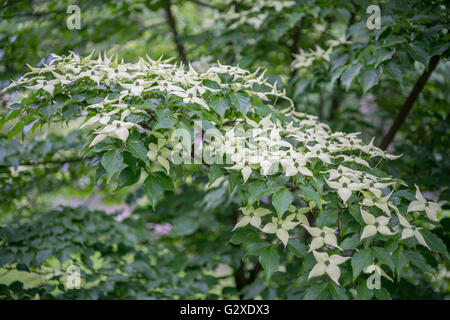 Kousa dogwood white blossom close up Cornus kousa Stock Photo