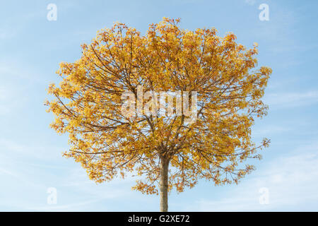 Flowering plane tree (Platanus) against blue sky in spring Stock Photo