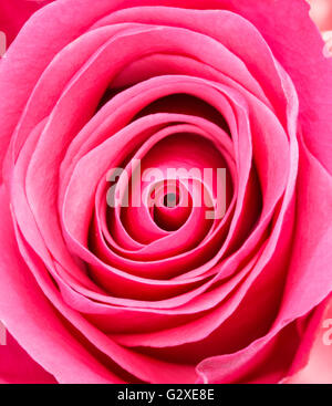 Close up in center of beautiful soft pink rose Stock Photo